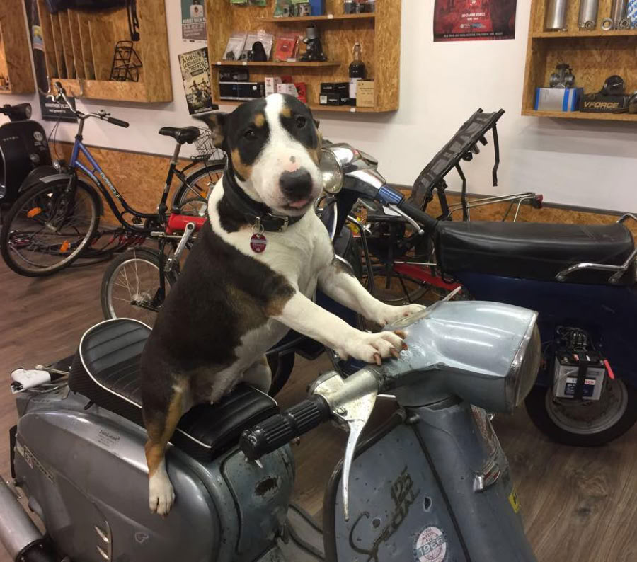 Unsere Bullterrier Hündin Lotta sitzt auf einer Lambretta in der 2-radscheune 